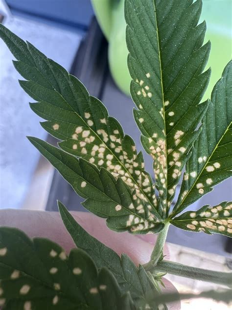 Leaf spots… what is this? - Troubleshooting - I Love Growing Marijuana ...