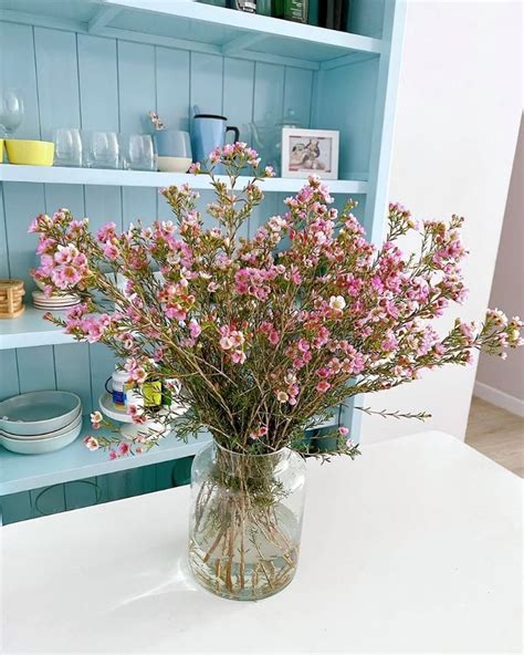 Waxflower Plants Types How To Grow And Care Florgeous