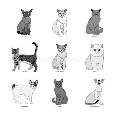 set  cat breeds illustration stock illustration illustration
