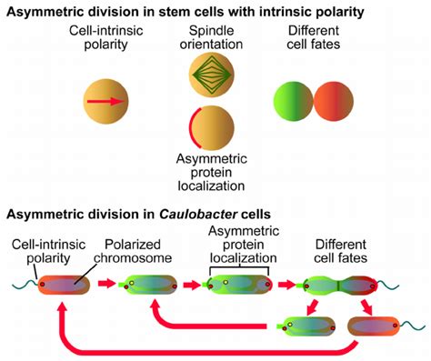 Parallels Between The Strategy For Asymmetric Cell Division In Some