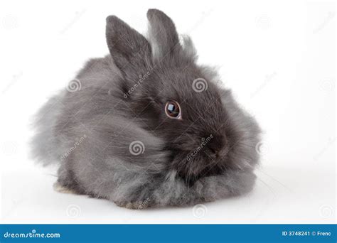 grey bunny isolated stock image image  clean isolated