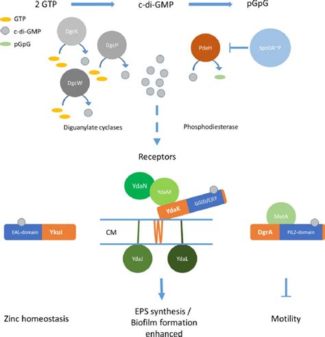 Cyclic Di GMP Signalling In B Subtilis Cyclic Di GMP Can Be