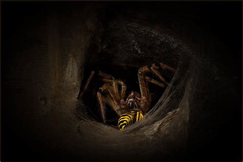 Wolf Spider And Dinner Guest Macro Close Up Critiques Nature