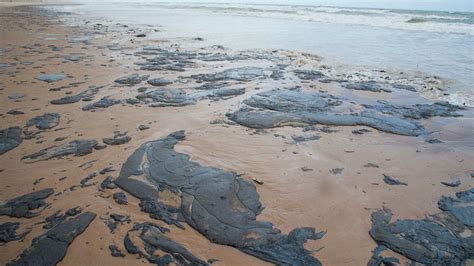 Bolsonaro Leo Que Atingiu Praias No Nordeste N O Brasileiro