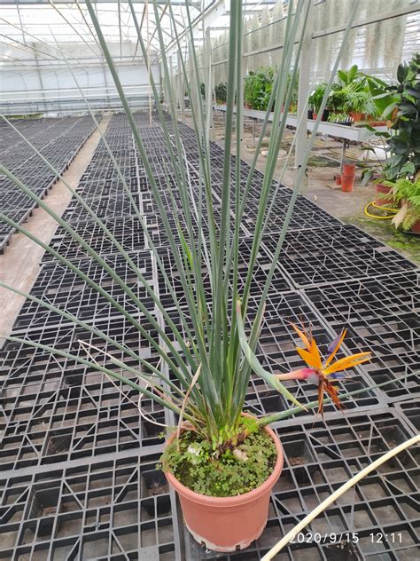 Strelitzia juncea Seeds