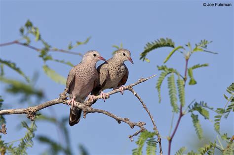 Common Ground Dove – Joe Fuhrman Photography