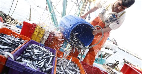 La Segunda Temporada De Pesca De La Anchoveta Se Reinicia El 7 De Enero