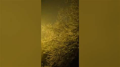 Branches Full Of Snow Reflecting Lamp Light Youtube