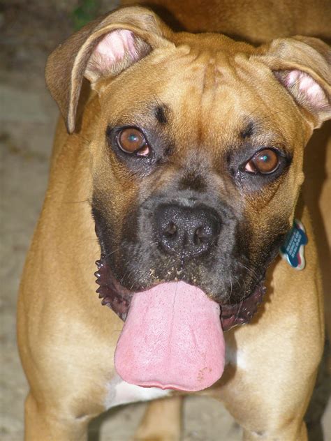 how to get a dog to stop puking