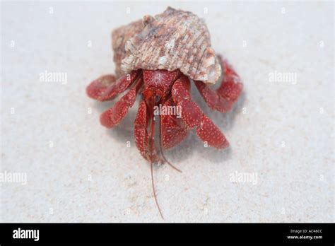 Strawberry Hermit Crab Coenobita Perlatus Bird Island Mili Marshall