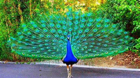 Amazing Peacock Dance Complete Peacocks Opening Feathers