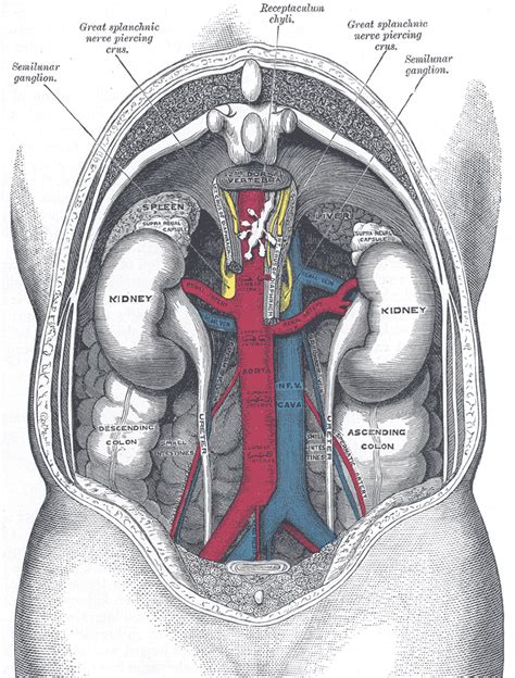 Blunt Abdominal Injury Concise Medical Knowledge