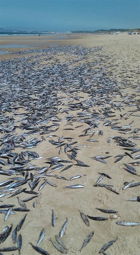 Milhares De Peixes Apareceram Hoje Mortos Em Praia Da Fonte Da Telha