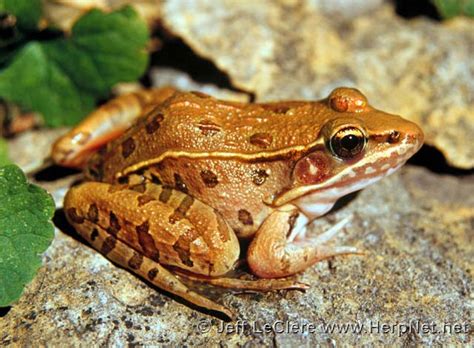 Brown Southern Leopard Frog