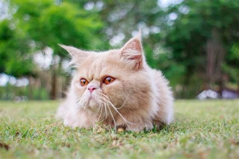 Gatos braquicefálicos como o problema se manifesta quais os cuidados