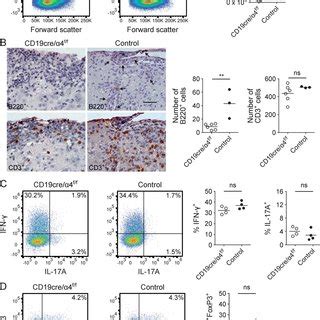 Influence Of B Cell Very Late Antigen Vla Deficiency On