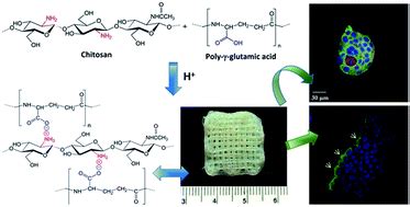 Modelling Of Pancreatic Ductal Adenocarcinoma In Vitro With Three