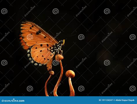 Butterfly In Fungus Stock Image Image Of Presence Present