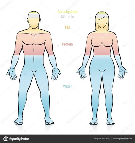 Infograf A De Composici N Corporal Humana Diagrama De Off