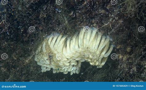 Cocoons Del Molusco Depredador Rapana Venosa El Invasor En El Mar