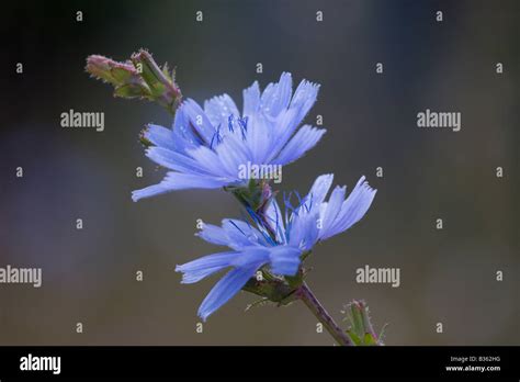 Wild Chicory Cichorium Intybus In Flower Stock Photo Alamy