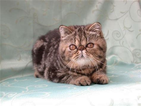 Photo De Chat De Race Exotic Shorthair Brown Blotched Tabby