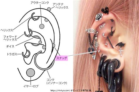 耳のピアスの珍しい部位はどこ？人と被らない珍しい位置 ボディピアス凛｜軟骨ピアスまとめ