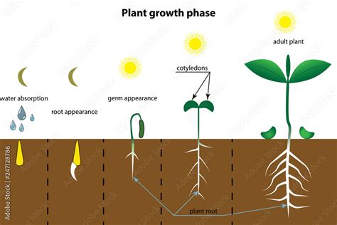 Planting process infographic. Growth stages. Steps of plant growth ...