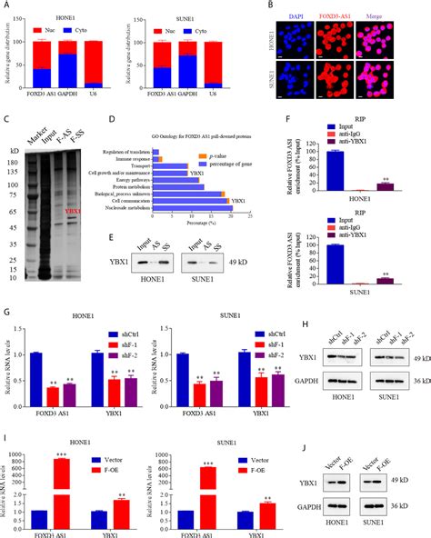 Frontiers Lncrna Foxd3 As1 Promotes The Malignant Progression Of