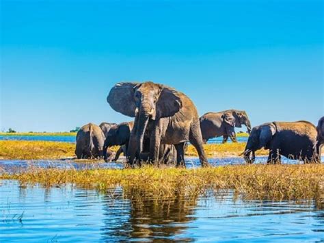 Botswana safaris & vacations in 2022 & 2023