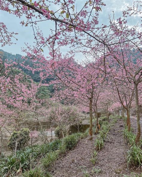 2022雲林青山坪農場櫻花季登場上萬棵寒櫻、河津櫻大爆發 輕旅行