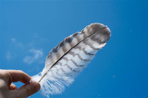 Bird Feather ID | Earth Native School