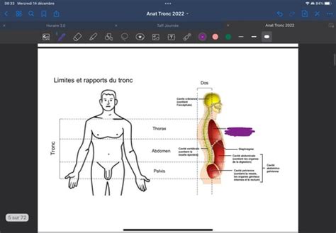 Anat Du Tronc Flashcards Quizlet