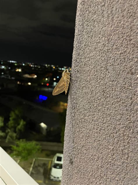 moth identification? : r/moths