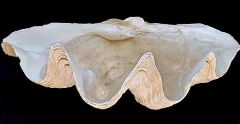 Lot Oversized Giant Clam Shell