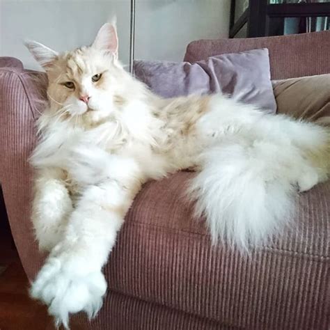 SS Magnificent Maine Coons Amazing Felines That Will Astound You In