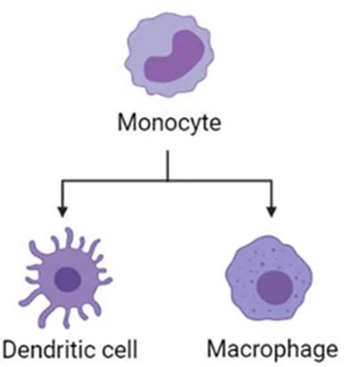 Monocyte Definition And Examples Biology Online Dictionary