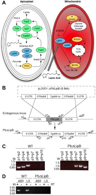 Generation Of PbΔlipb Knockout Parasites In Plasmodium Berghei A Download Scientific Diagram