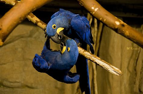 hyacinth macaw cage : Biological Science Picture Directory – Pulpbits.net