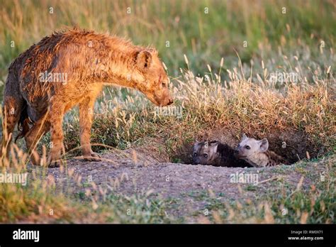 Spotted Hyena Crocuta Crocuta And Pups At The Den Entrance Masai