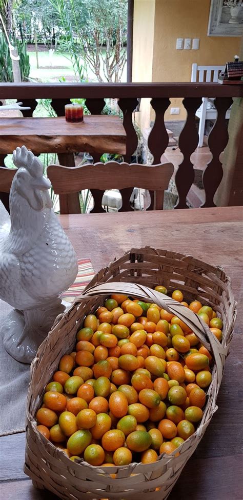 Laranjinha kinkan Laranjinha kinkan Geléias Geleia caseira