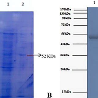 Sds Page Analysis Of Recombinant Purified Alpha Amylase Enzyme