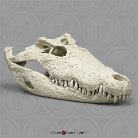 Crocodile Skeleton