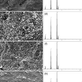 SEM And EDS Image Surfaces Of Cortical Bovine Bone With 40 60