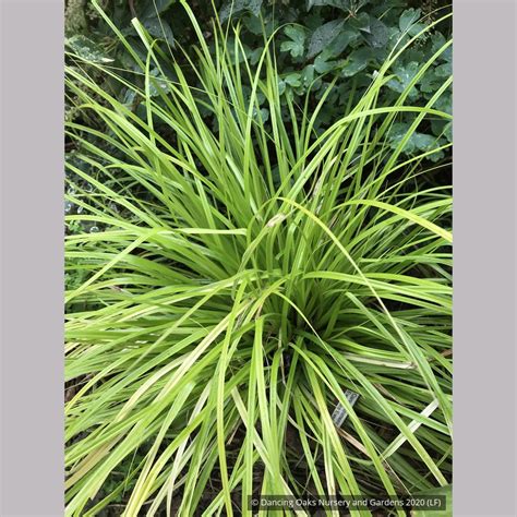 Carex Oshimensis Evercolor® Everillo Golden Japanese Sedge Dancing