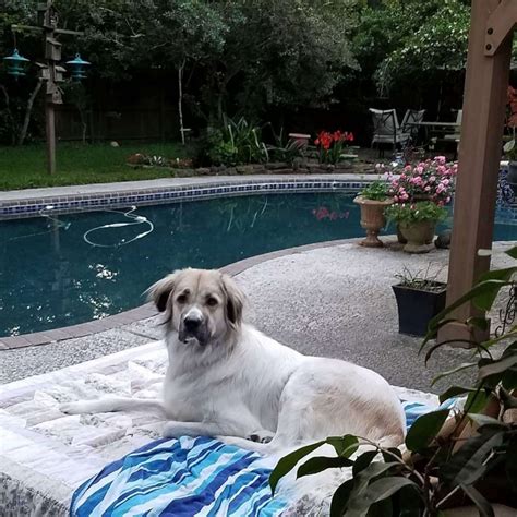 14 Interesting Facts About Anatolian Shepherd Dogs - The Dogman