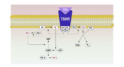 Principal Pathways Active By The Tsh Tshr Binding Ac Adenylate Download Scientific Diagram