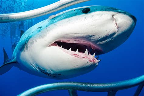 80 Fotos De Tiburones