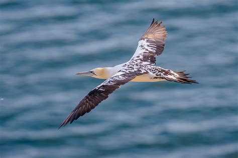 Alcatraz Atlantico Morus Bassanus Jose Jurado Flickr