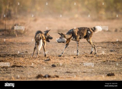 Two African wild dogs playing together in the Kruger National Park ...